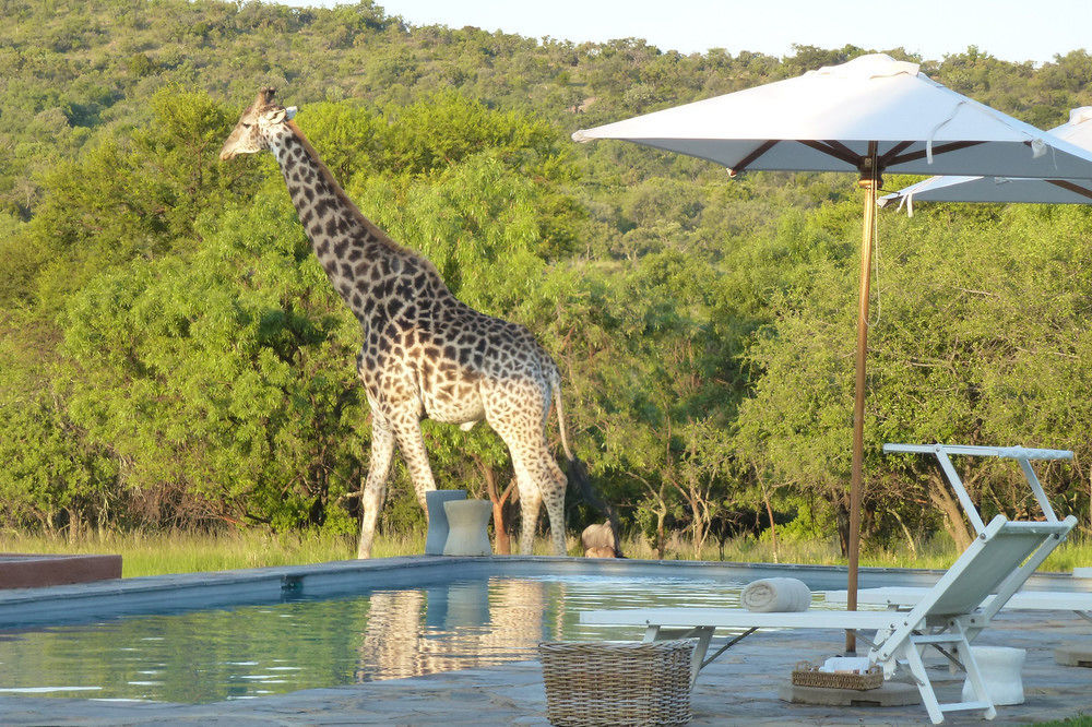 Zebras Crossing Private Game Lodge Modimolle Eksteriør billede