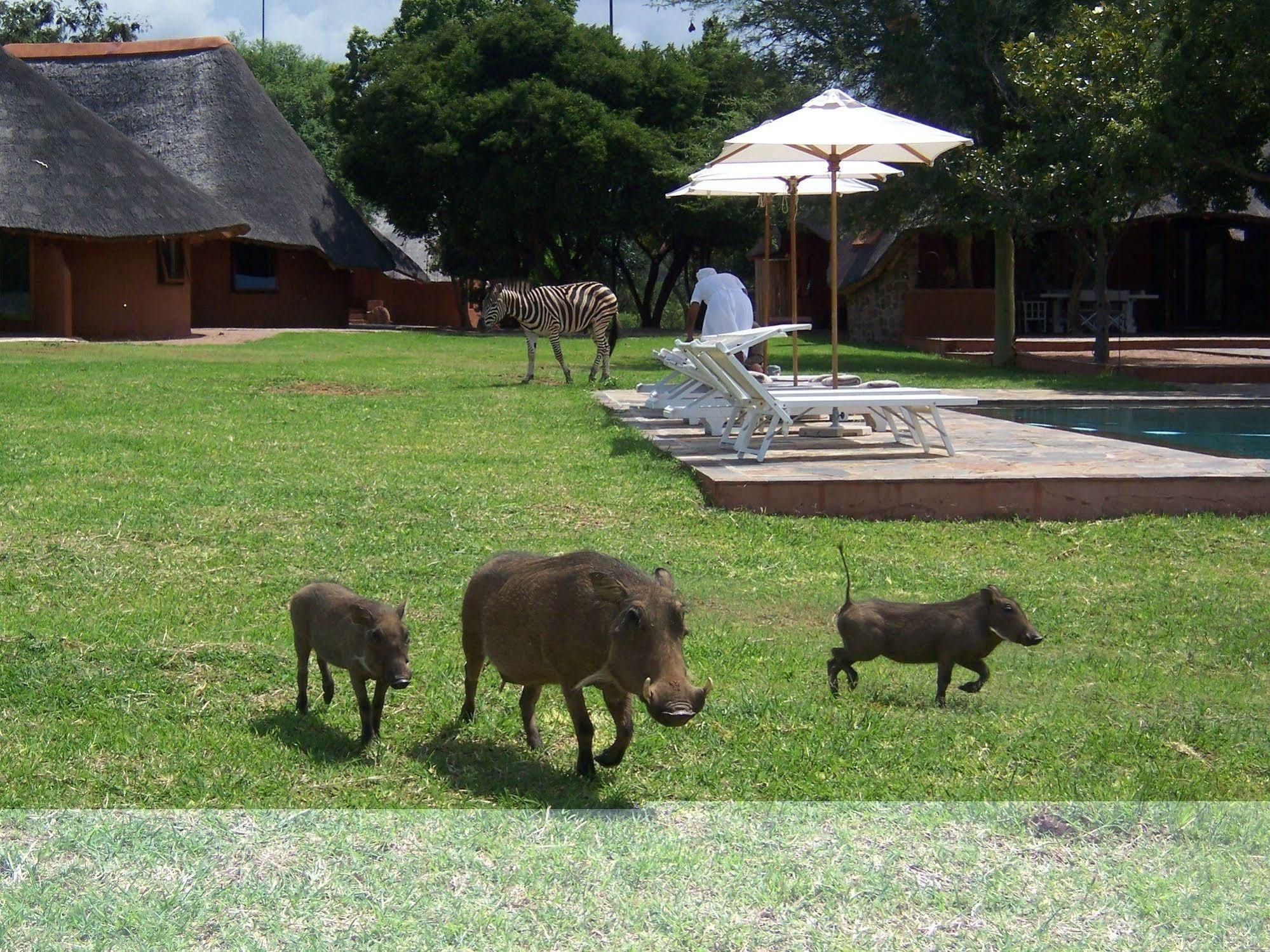 Zebras Crossing Private Game Lodge Modimolle Eksteriør billede
